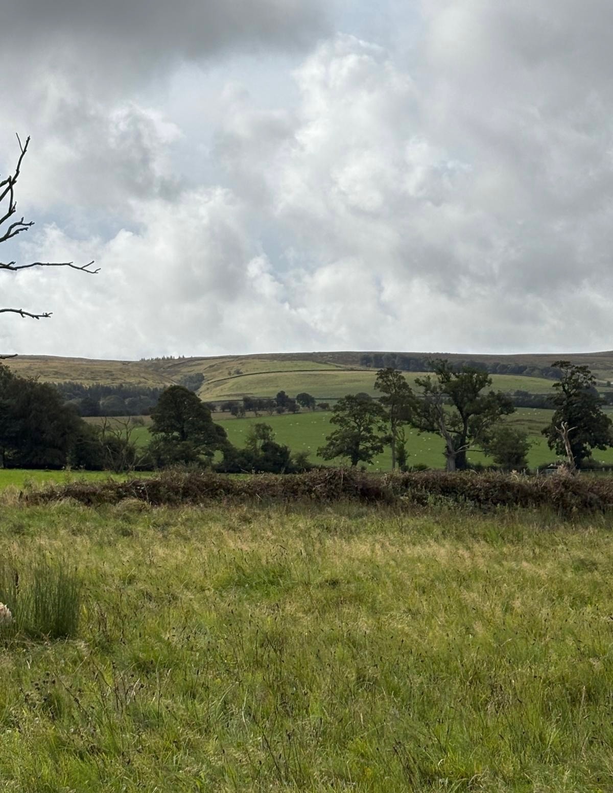 Rolling green hills and hedgerows in the Ribble Valley
