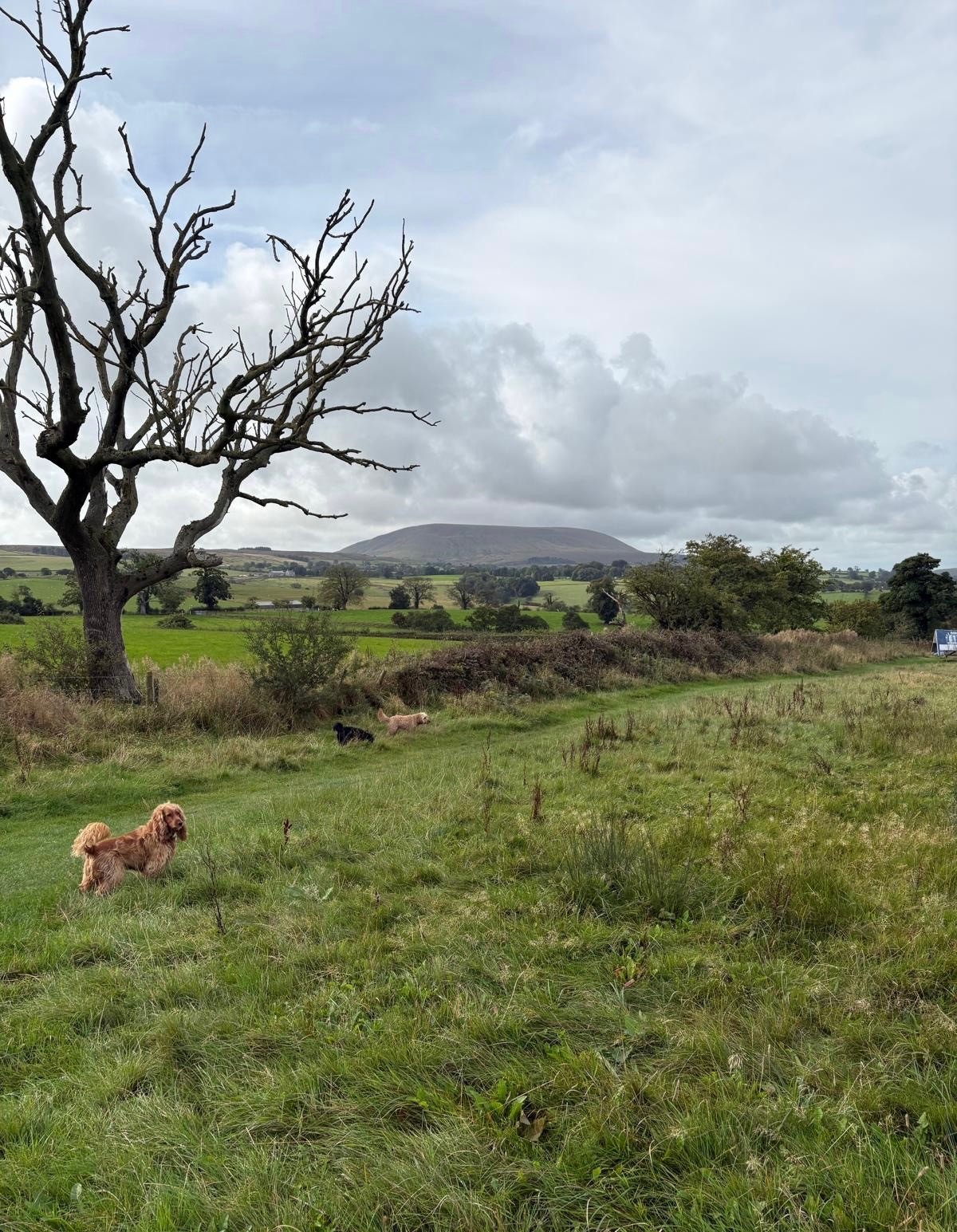 Winnie, Woody and Rory in the dog field at Todber Valley with Pendle Hill beyond