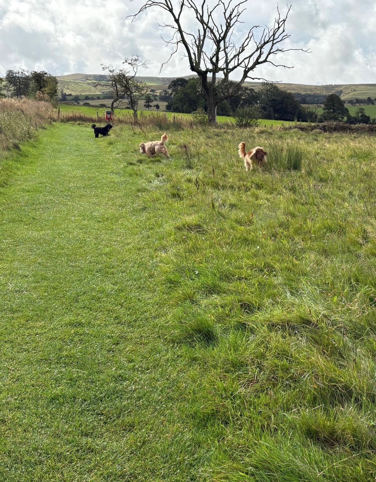 Winnie, Woody and Rory running in the dog walking field